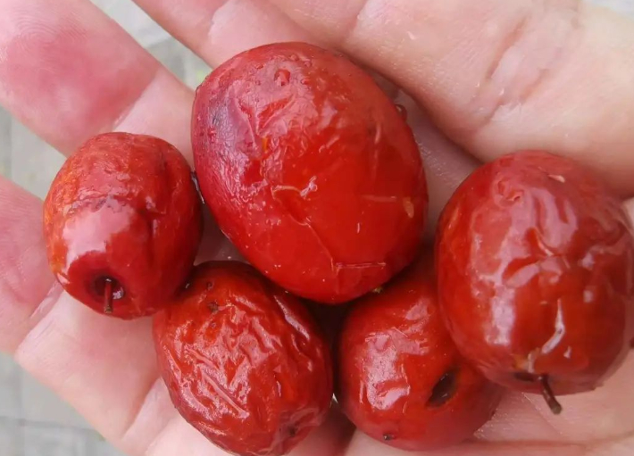 枣子的图片 枣子