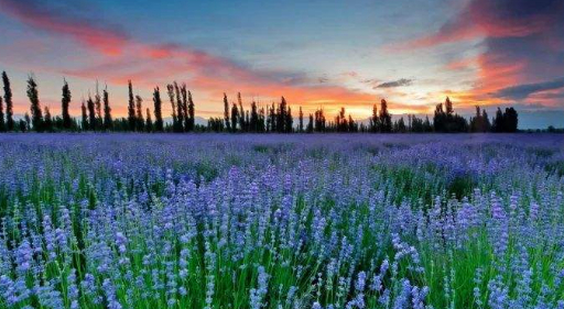 人所到之处皆是芬芳的图片 人所到之处皆是芬芳