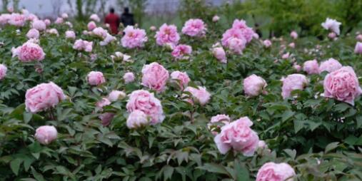 牡丹花开在洋州的图片 第1张 牡丹花开在洋州