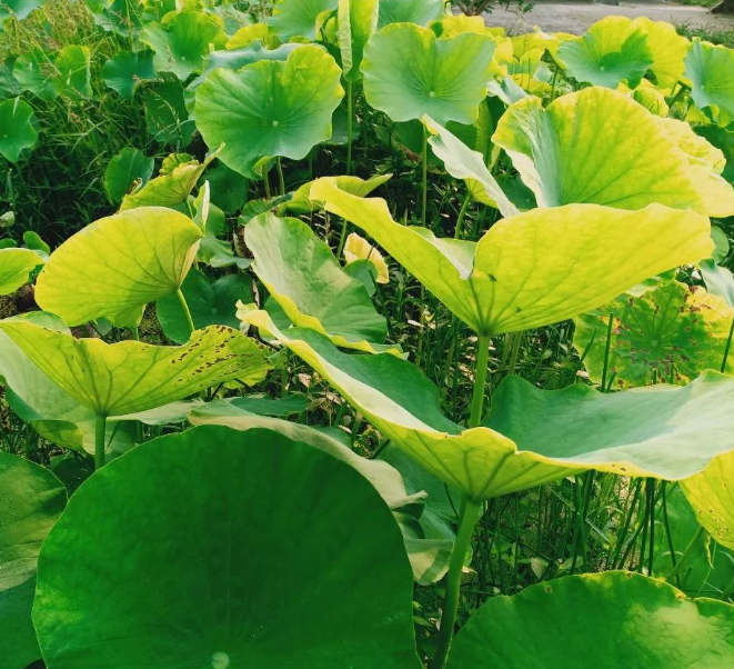 不速之客的图片 不速之客