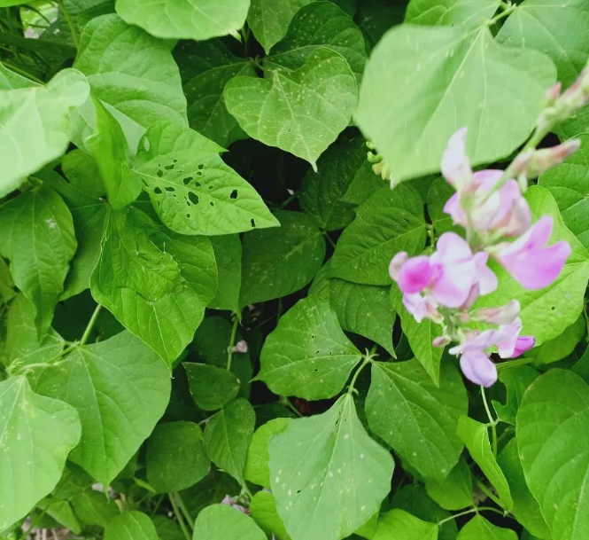 盛夏的味道的图片 盛夏的味道