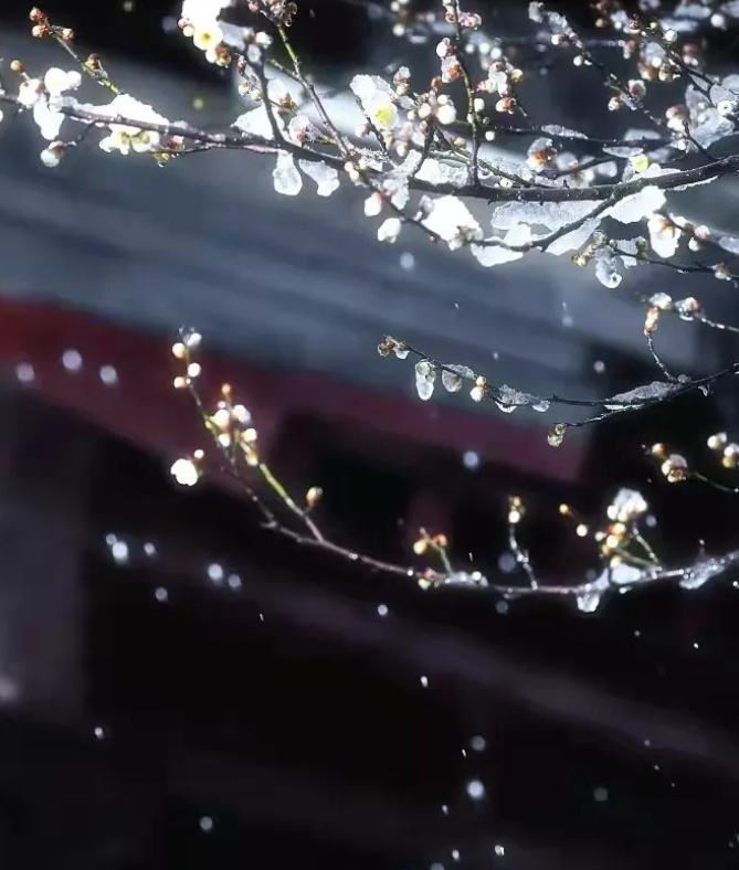 浪漫冬月里的自在飞花