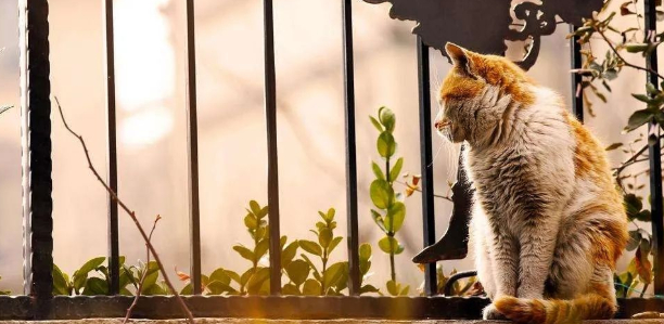 再有20个14天,就过年了的图片 再有20个14天,就过年了