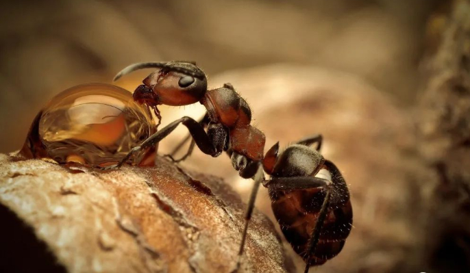 蚂蚁搬家的图片 蚂蚁搬家