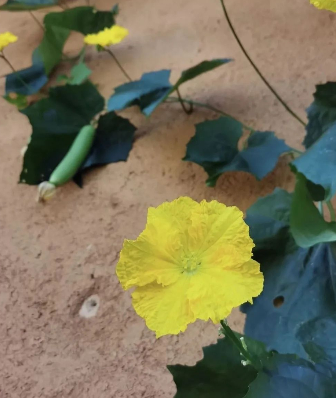 中午炖鱼吃的图片 中午炖鱼吃