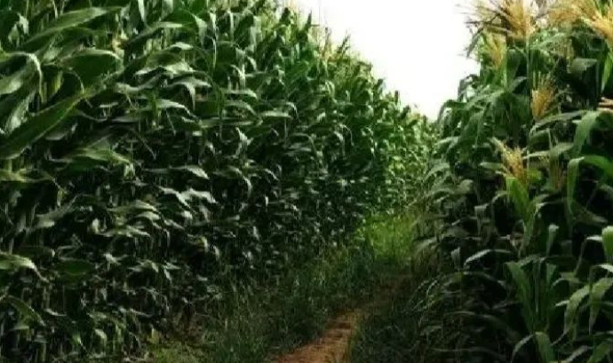 又到高粱成熟季节的图片 又到高粱成熟季节