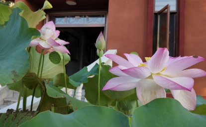 哪怕是最后一次绽放，依旧灿烂如初见