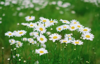 爸爸养鸽子的图片 爸爸养鸽子