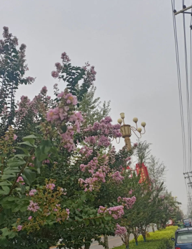 花园路紫薇绽放浪漫光彩的图片 花园路紫薇绽放浪漫光彩