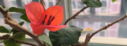 醉夜的图片 醉夜