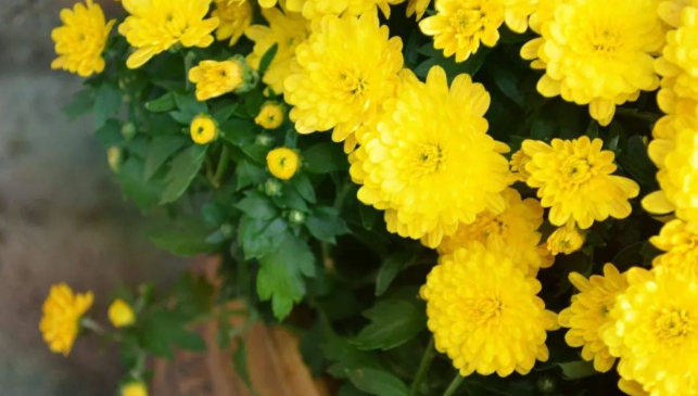 迟到的葬礼的图片 迟到的葬礼