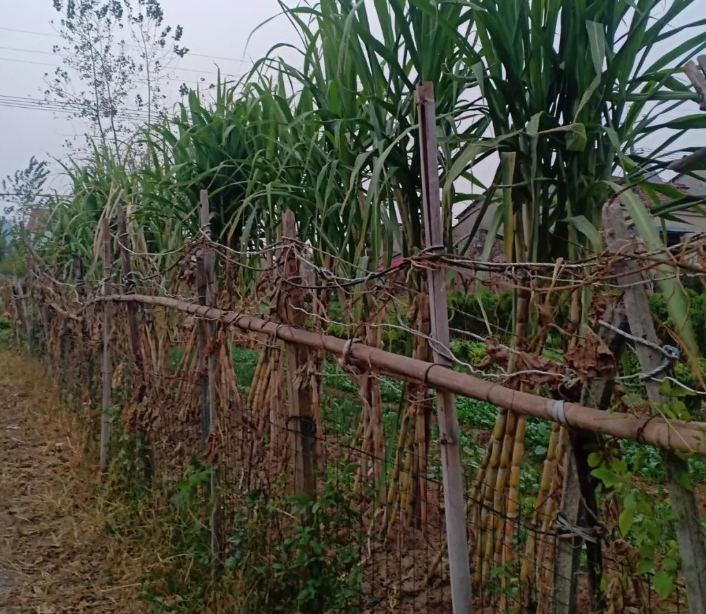 秋静的图片 秋静