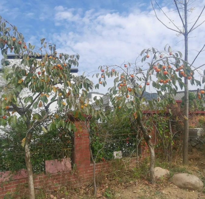 金银花，金银果，给我们生命的启迪