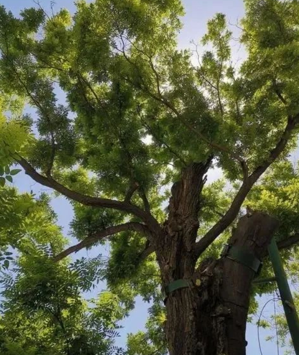 平凡的村庄的图片 平凡的村庄