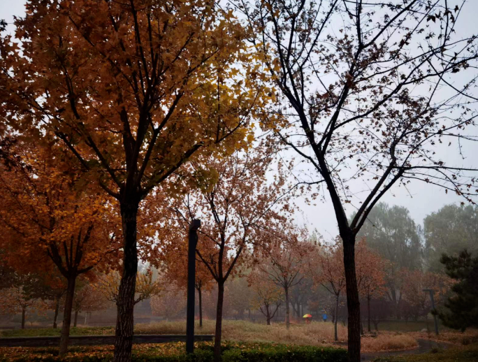 落叶的声音的图片 落叶的声音