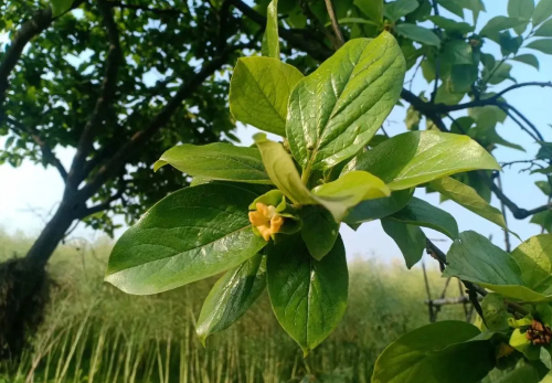 五月。第二天的图片 五月。第二天