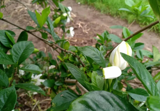 花开堪折直须折的图片 花开堪折直须折