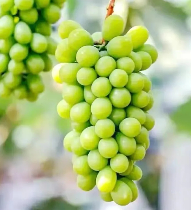 假如生活欺骗了我,我希望是,论斤卖的图片 假如生活欺骗了我,我希望是,论斤卖