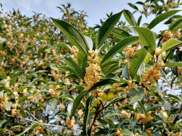 桂花终于开了:何须浅碧深红色,自是花中第一流的图片 桂花终于开了:何须浅碧深红色,自是花中第一流
