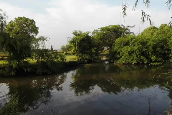 风吹过香樟树(一)的图片 风吹过香樟树(一)