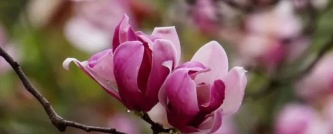 春风十里的图片 春风十里