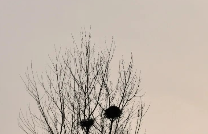 腊月的回望的图片 腊月的回望