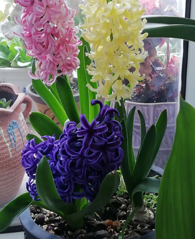 少女般新嫩的花朵，天然迷人的香气——风信子