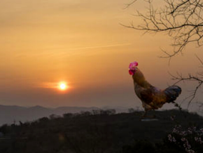 一只拼命逃跑的鸡
