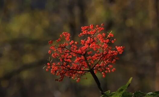 小时候吃过的野生柴李子和狗奶子