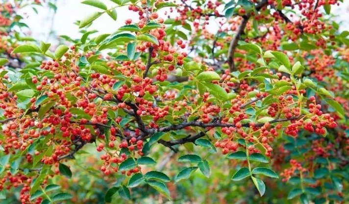 飞蓟茅根鸡蛋汤