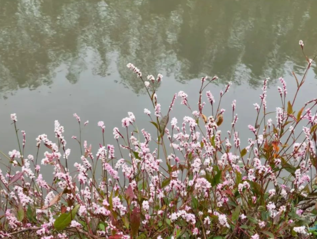 蓼花再美,物质第一的图片 蓼花再美,物质第一