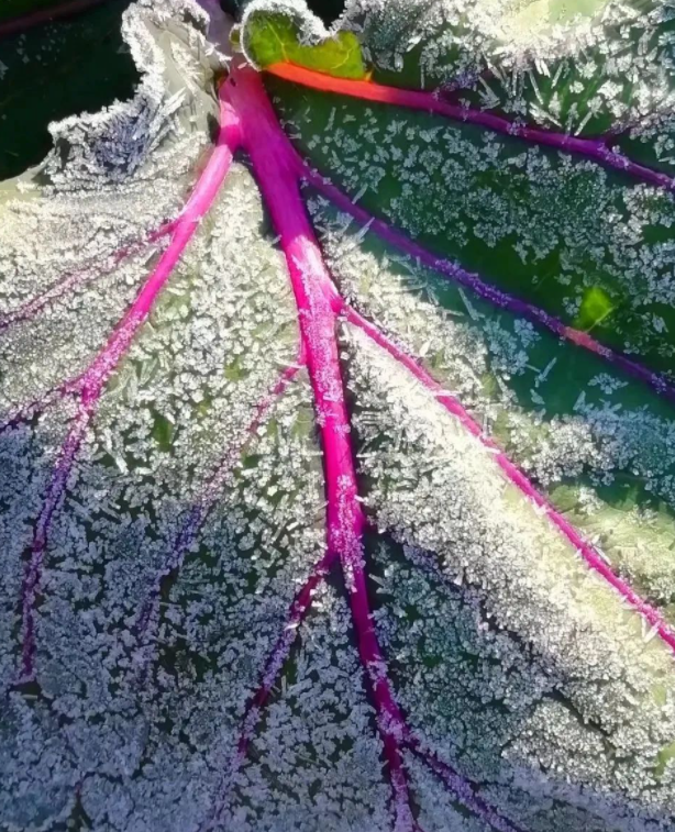 风景（二）之霜花、红日