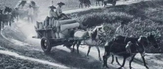 生产队的饲养员的图片 生产队的饲养员