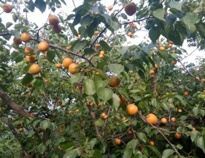 麦黄杏的图片 麦黄杏