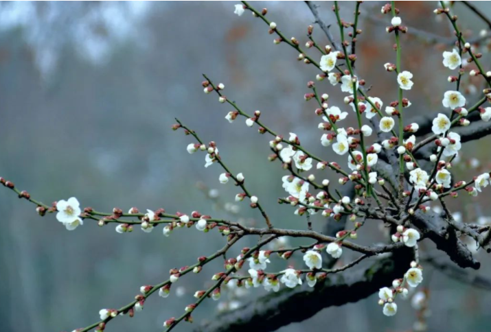 二月老时，你就消隐自己在星里露里