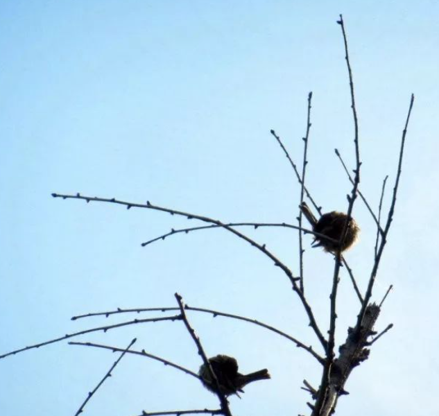 且问春安的图片 且问春安