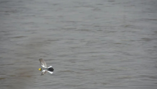 冬日随想的图片 冬日随想