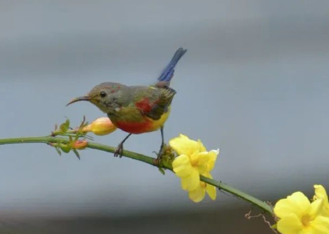 李子长出来了,很青很青的图片 李子长出来了,很青很青