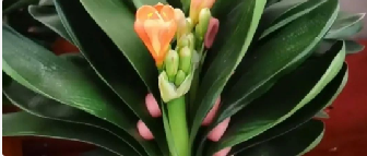 有个妈妈真好的图片 有个妈妈真好