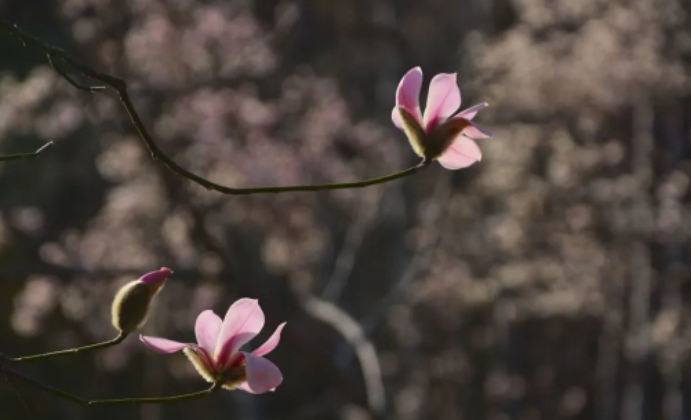 倚花梦影的图片 倚花梦影