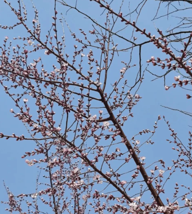 两场雪的图片 两场雪
