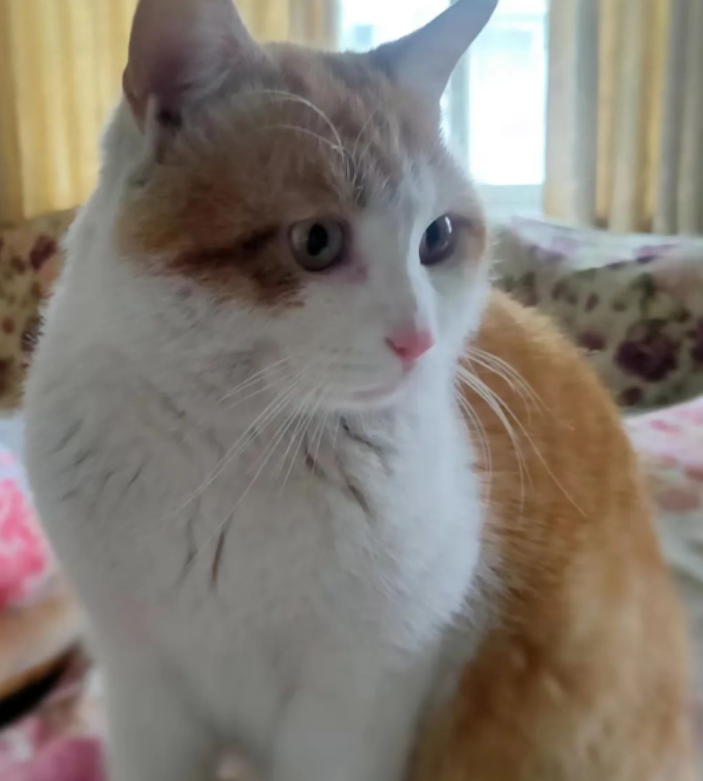 咪咪猫长脾气啦的图片 咪咪猫长脾气啦