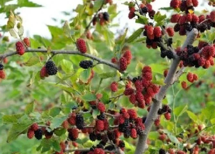 散文 ‖ 采桑葚的图片 散文 ‖ 采桑葚