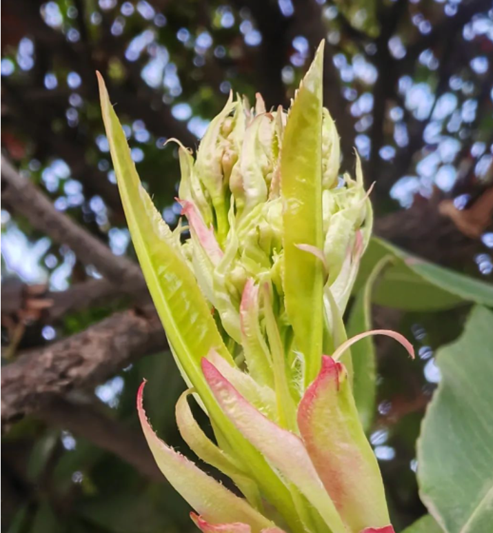 的图片 疤痕包裹的老树