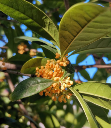 遭遇治安队的图片 遭遇治安队