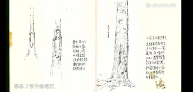 疤痕包裹的老树