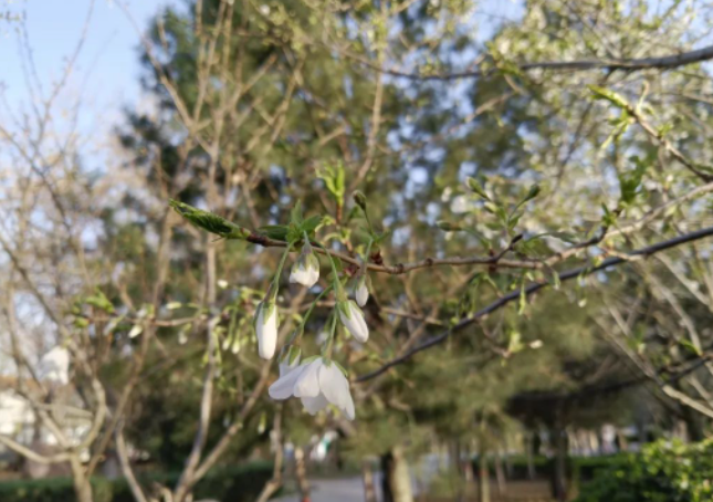 那树樱花的图片 那树樱花