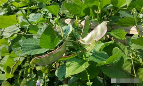 乡村肉豆香的图片 乡村肉豆香