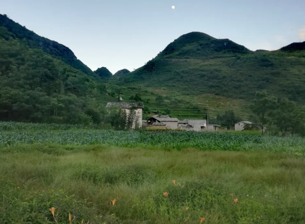 学生跑过玉米地,给我们送桃子的图片 学生跑过玉米地,给我们送桃子