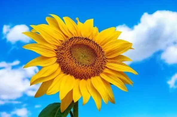 你，有没有为你爱的人点一首歌……